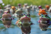 滁州生育保险，如何在 frogs 中找到属于你的幸福
