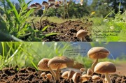虎头菇种植小技巧，如何在春天收获果实