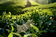 茶园畔的皮肤碎片，茶农茶艺背后的自然之美