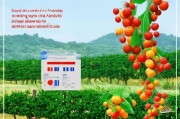 洞口县柑桔种植补贴申请指南，政策红利直达田间，助力果农增收