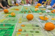 脐橙种植拆迁补贴申请指南，政策解读、流程规范与权益保障