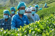 疫情冲击下的茶产业突围，茶叶补贴申请指南与政策解析